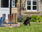 Dog and wellies Dog and wellies